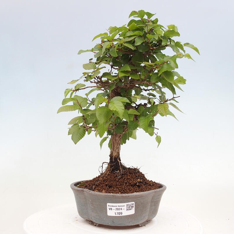 Bonsai da esterno -Carpinus CARPINOIDES - Carpino coreano