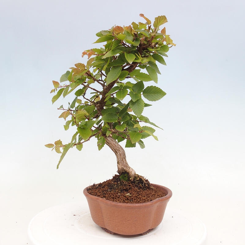 Bonsai da esterno -Carpinus CARPINOIDES - Carpino coreano