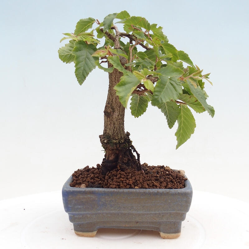 Bonsai da esterno -Carpinus CARPINOIDES - Carpino coreano