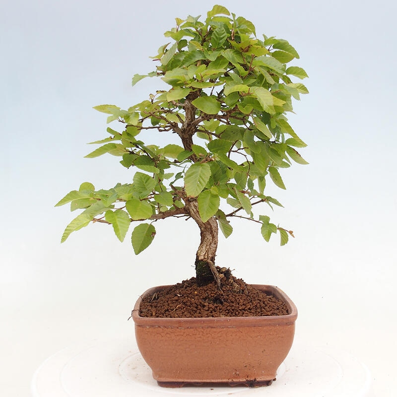 Bonsai da esterno -Carpinus CARPINOIDES - Carpino coreano