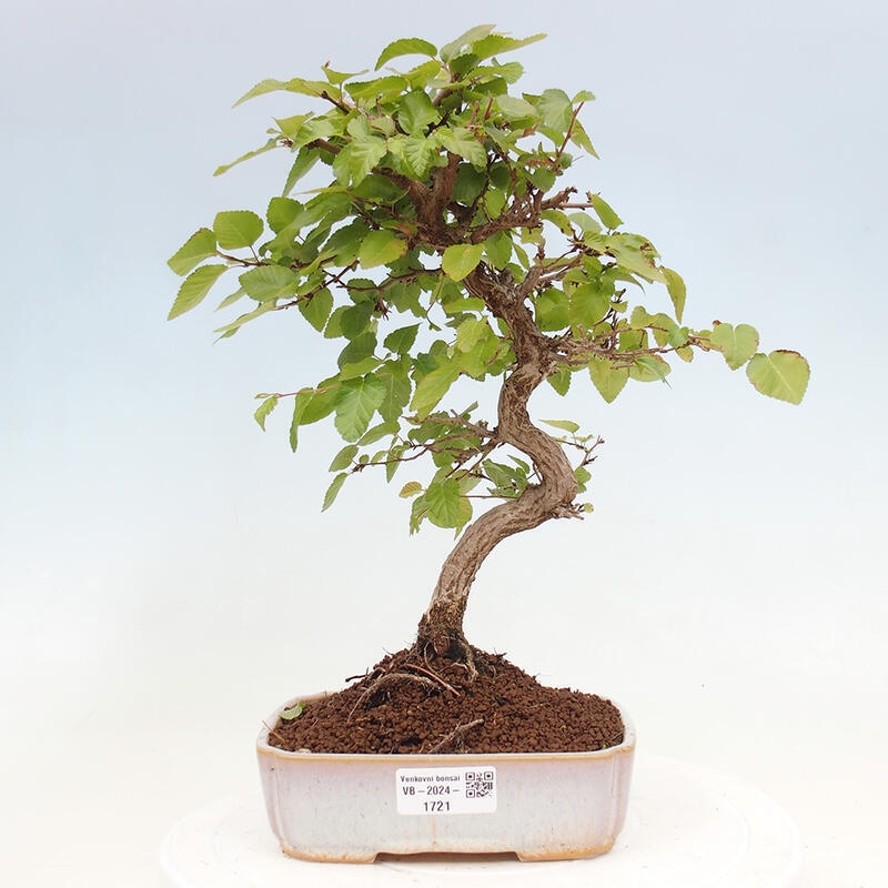 Bonsai da esterno -Carpinus CARPINOIDES - Carpino coreano