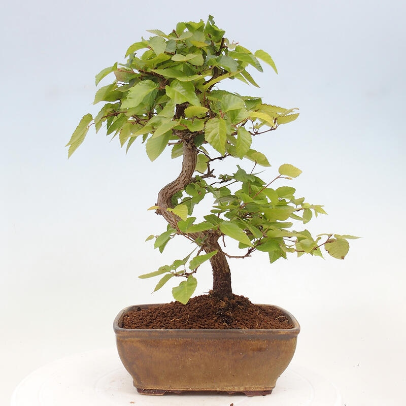 Bonsai da esterno -Carpinus CARPINOIDES - Carpino coreano