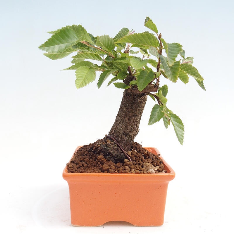 Bonsai da esterno -Carpinus CARPINOIDES - Carpino coreano
