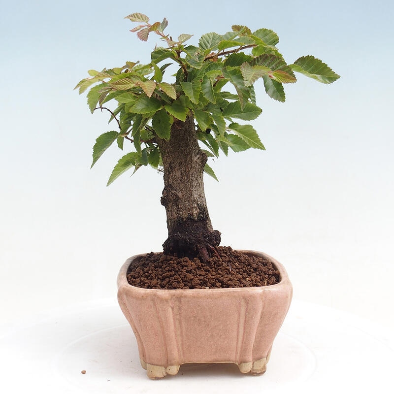Bonsai da esterno -Carpinus CARPINOIDES - Carpino coreano