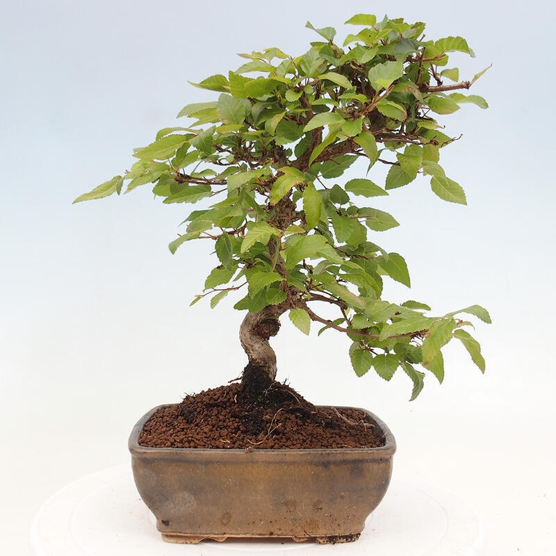 Bonsai da esterno -Carpinus CARPINOIDES - Carpino coreano