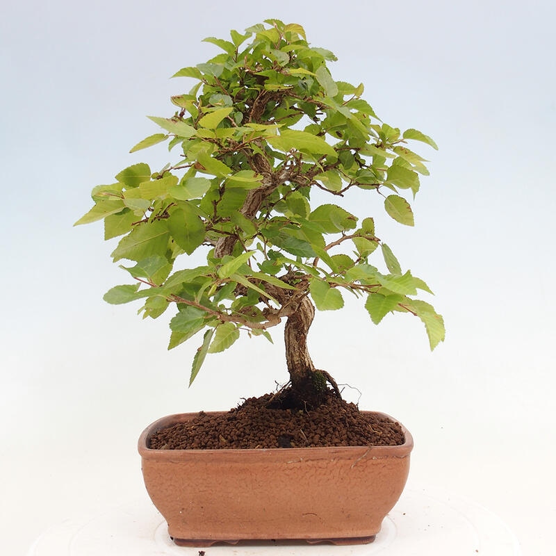 Bonsai da esterno -Carpinus CARPINOIDES - Carpino coreano