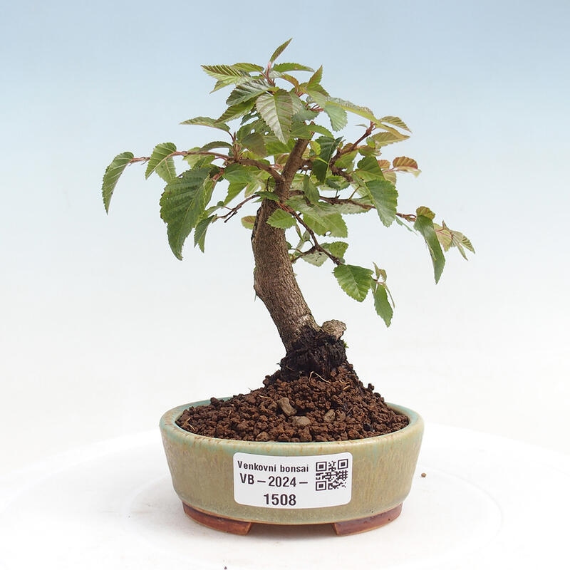 Bonsai da esterno -Carpinus CARPINOIDES - Carpino coreano