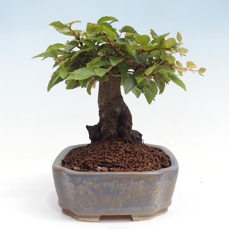 Bonsai da esterno -Carpinus CARPINOIDES - Carpino coreano