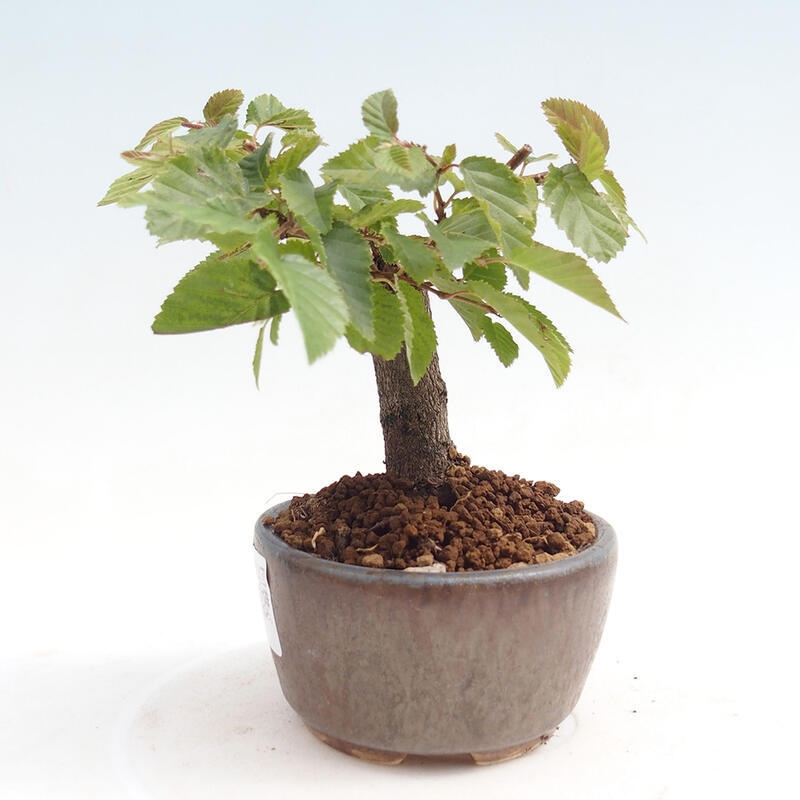 Bonsai da esterno -Carpinus CARPINOIDES - Carpino coreano