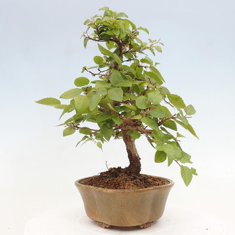 Bonsai da esterno -Carpinus CARPINOIDES - Carpino coreano