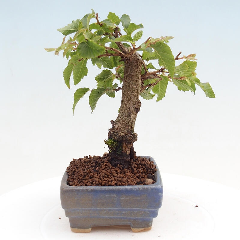Bonsai da esterno -Carpinus CARPINOIDES - Carpino coreano