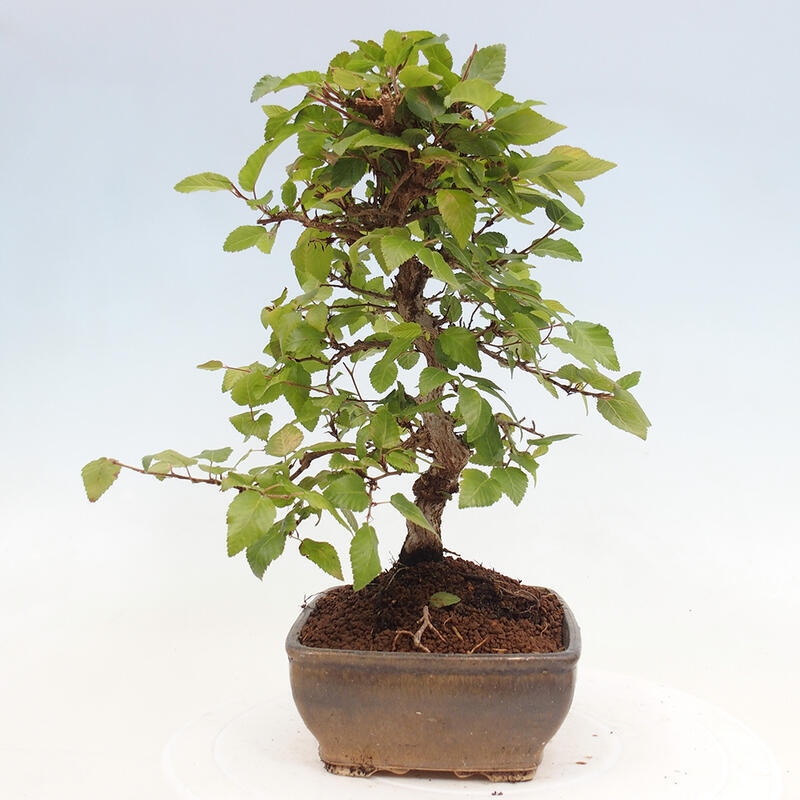 Bonsai da esterno -Carpinus CARPINOIDES - Carpino coreano