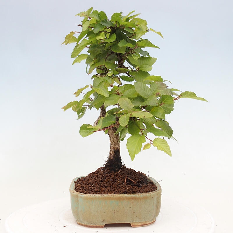Bonsai da esterno -Carpinus CARPINOIDES - Carpino coreano