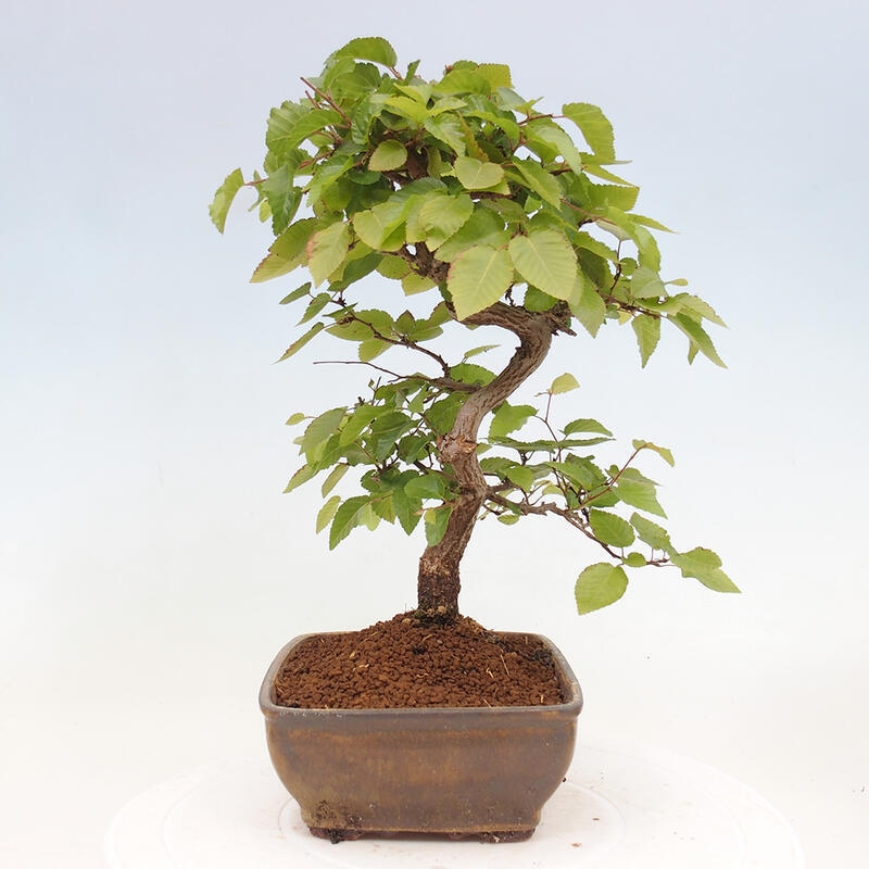 Bonsai da esterno -Carpinus CARPINOIDES - Carpino coreano