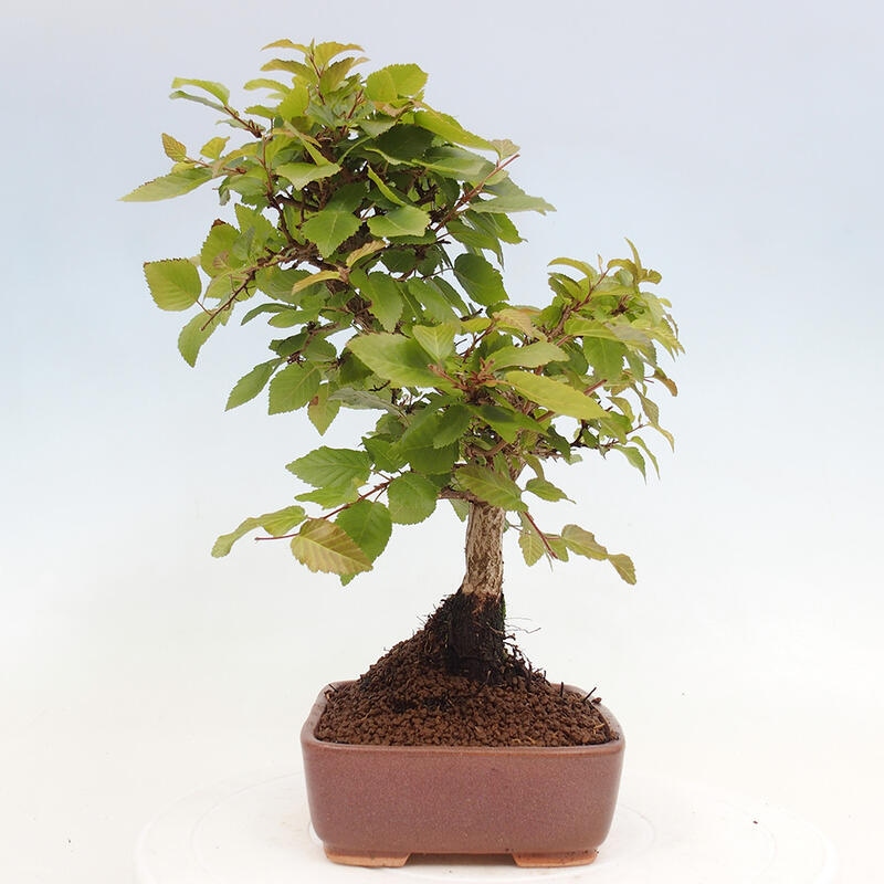 Bonsai da esterno -Carpinus CARPINOIDES - Carpino coreano