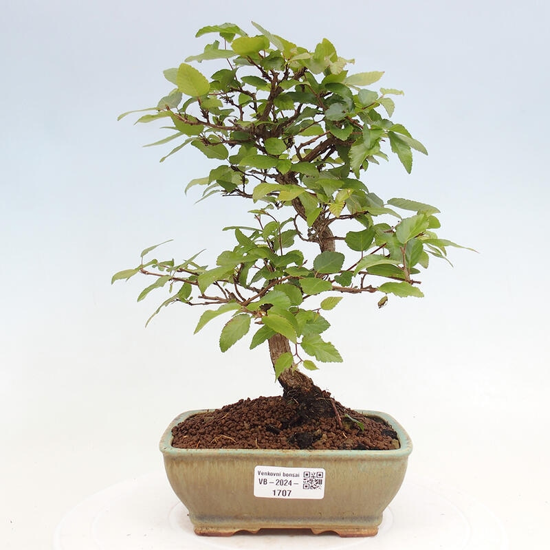Bonsai da esterno -Carpinus CARPINOIDES - Carpino coreano