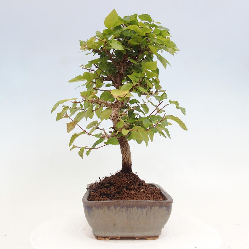 Bonsai da esterno -Carpinus CARPINOIDES - Carpino coreano