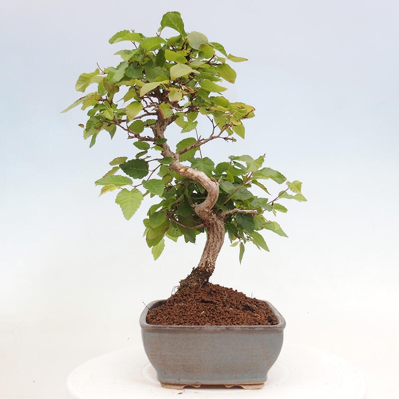Bonsai da esterno -Carpinus CARPINOIDES - Carpino coreano