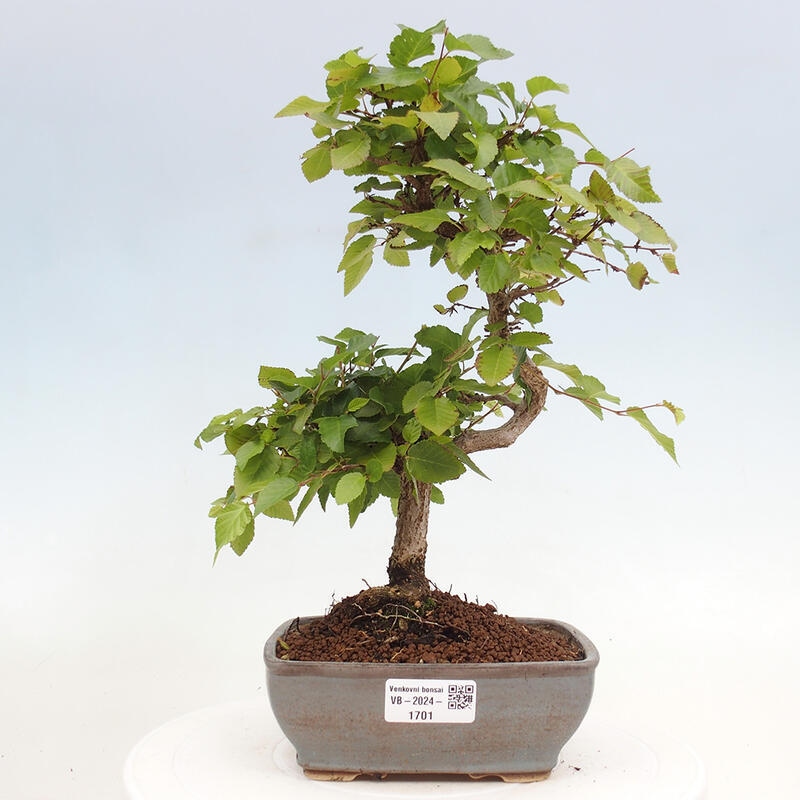 Bonsai da esterno -Carpinus CARPINOIDES - Carpino coreano