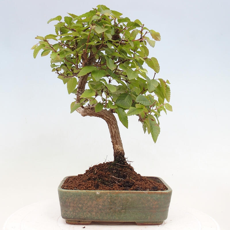 Bonsai da esterno -Carpinus CARPINOIDES - Carpino coreano