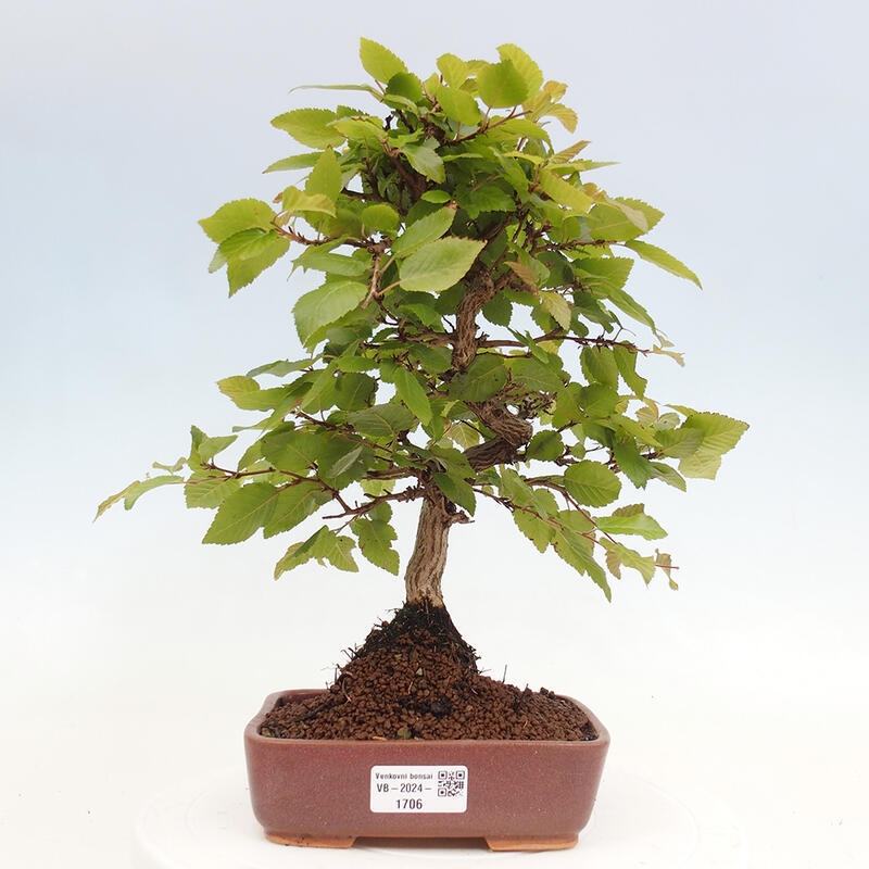 Bonsai da esterno -Carpinus CARPINOIDES - Carpino coreano