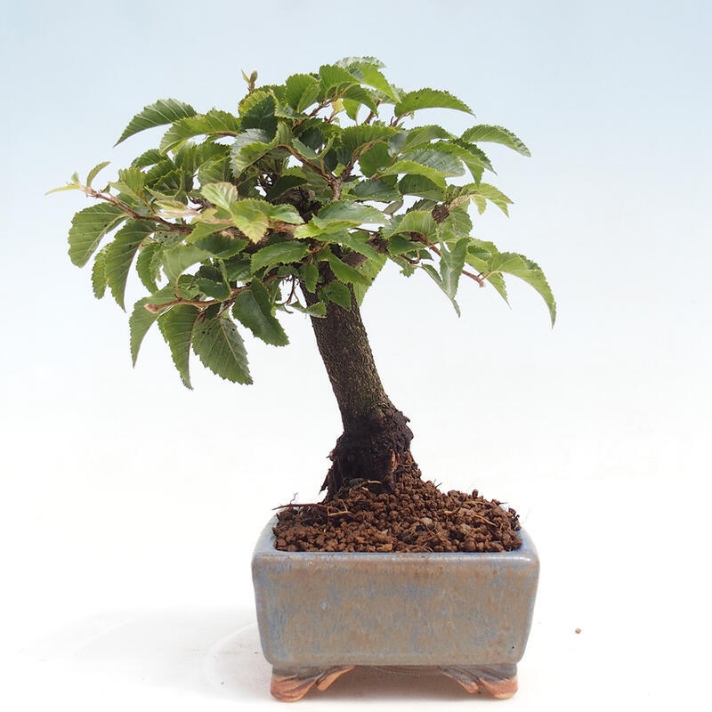 Bonsai da esterno -Carpinus CARPINOIDES - Carpino coreano