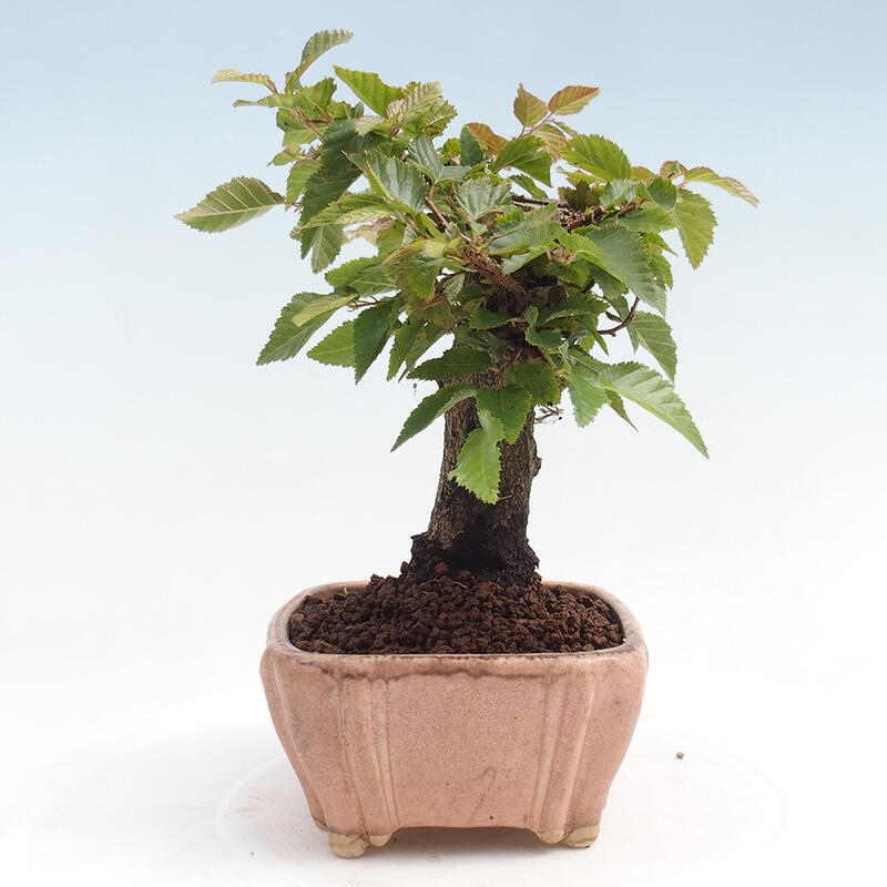 Bonsai da esterno -Carpinus CARPINOIDES - Carpino coreano