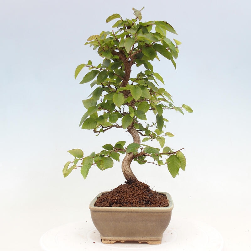 Bonsai da esterno -Carpinus CARPINOIDES - Carpino coreano