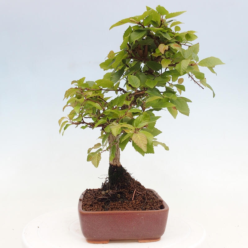 Bonsai da esterno -Carpinus CARPINOIDES - Carpino coreano
