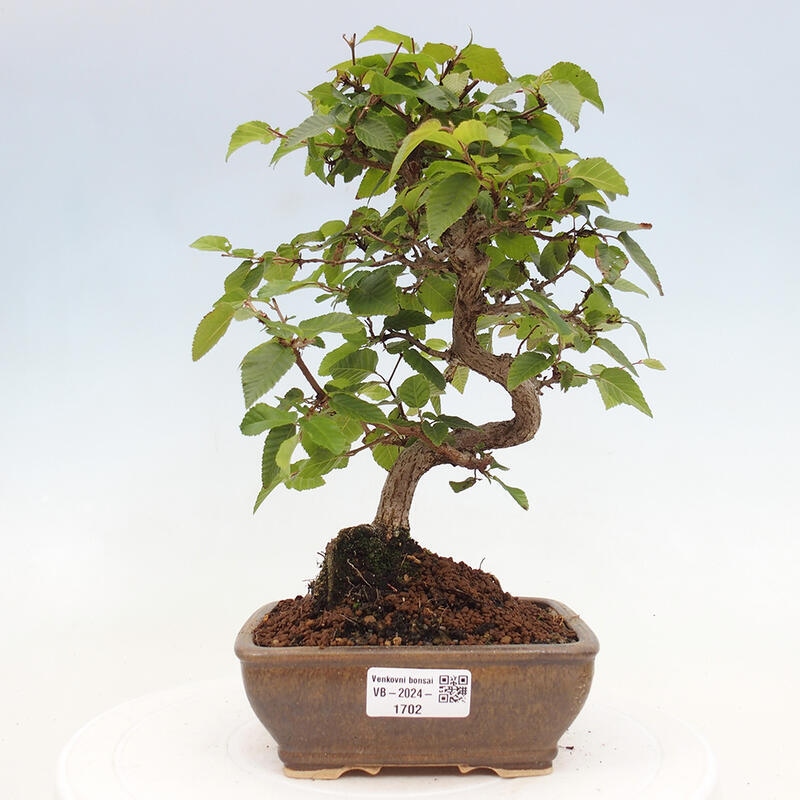 Bonsai da esterno -Carpinus CARPINOIDES - Carpino coreano