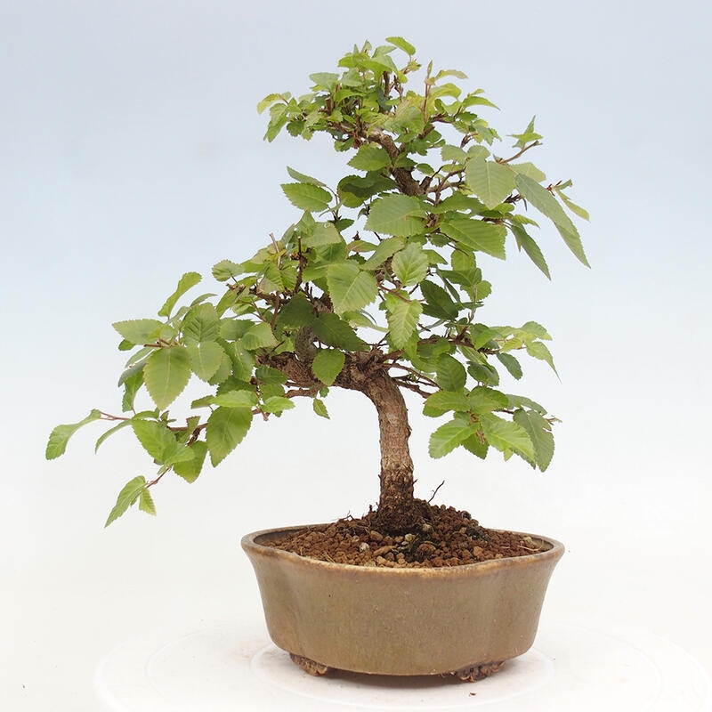 Bonsai da esterno -Carpinus CARPINOIDES - Carpino coreano