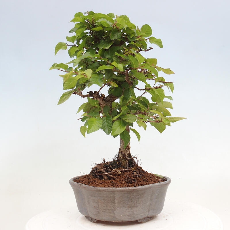 Bonsai da esterno -Carpinus CARPINOIDES - Carpino coreano
