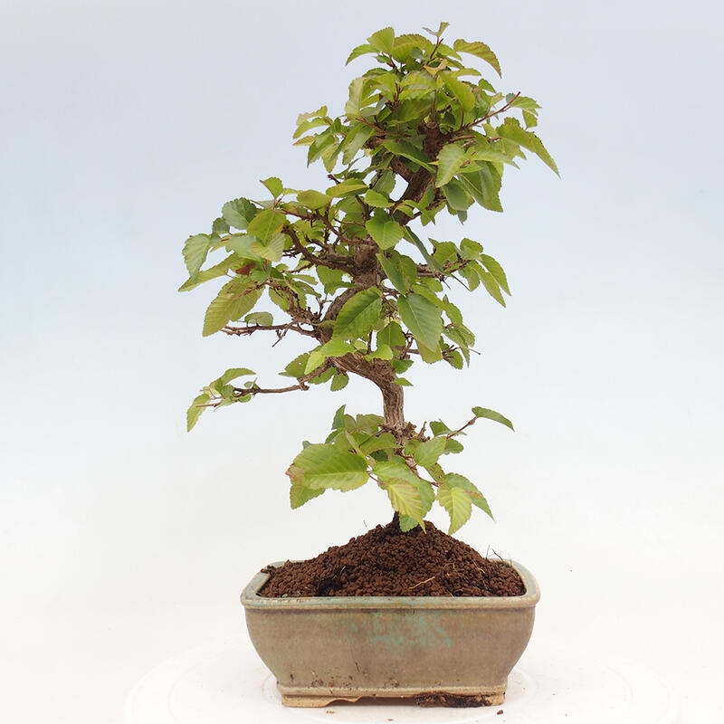 Bonsai da esterno -Carpinus CARPINOIDES - Carpino coreano