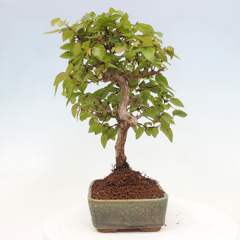Bonsai da esterno -Carpinus CARPINOIDES - Carpino coreano
