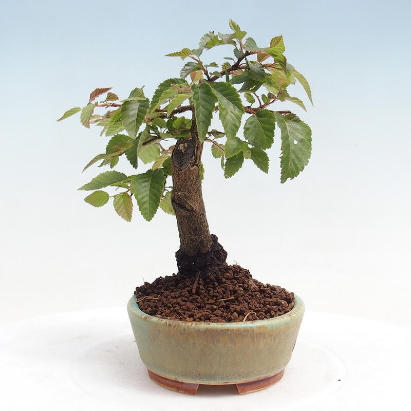 Bonsai da esterno -Carpinus CARPINOIDES - Carpino coreano