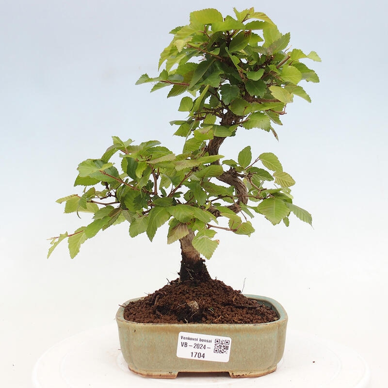 Bonsai da esterno -Carpinus CARPINOIDES - Carpino coreano
