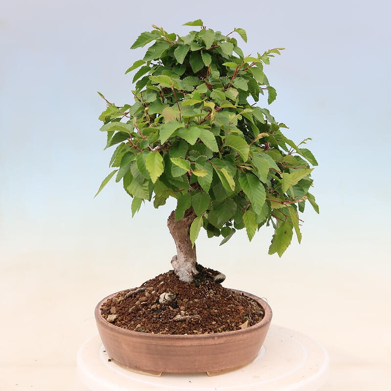 Bonsai da esterno -Carpinus Coreana - Carpino coreano