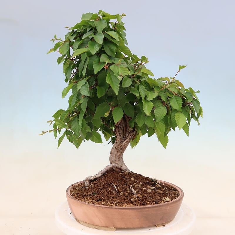 Bonsai da esterno -Carpinus Coreana - Carpino coreano