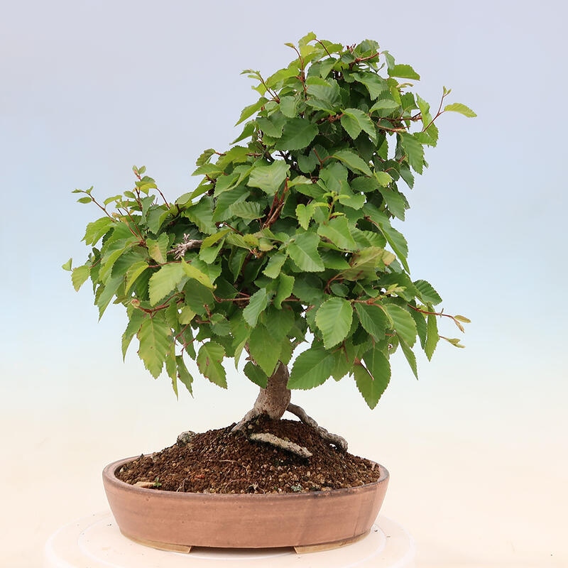 Bonsai da esterno -Carpinus Coreana - Carpino coreano