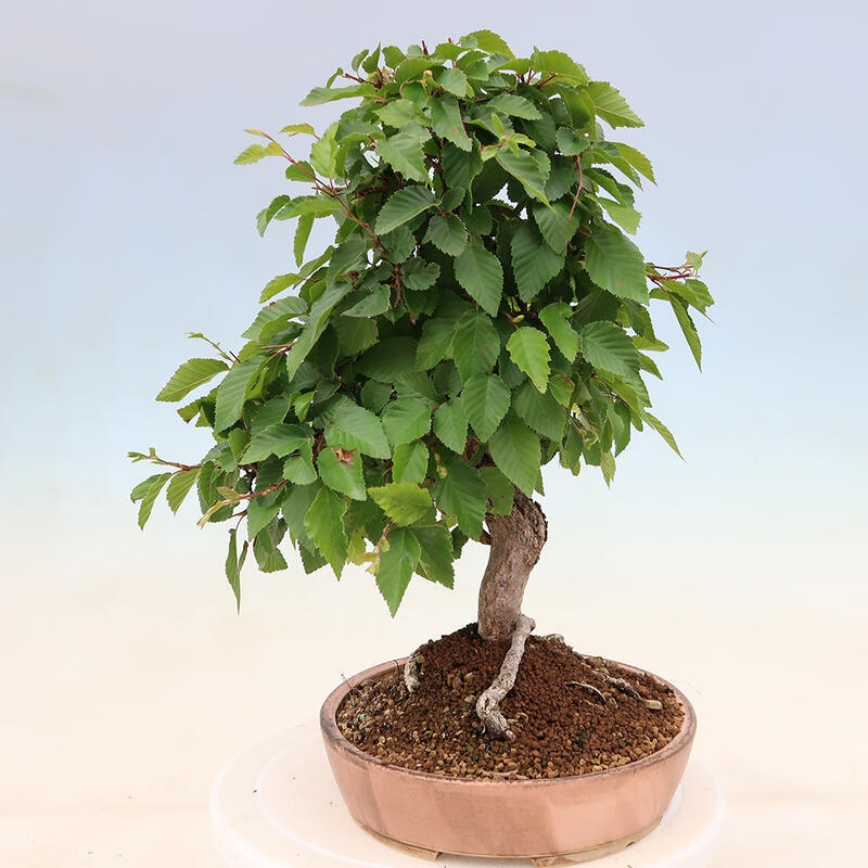 Bonsai da esterno -Carpinus Coreana - Carpino coreano