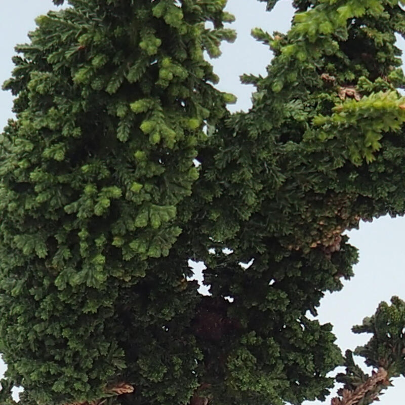 Bonsai da esterno - Cham. obtusa SEKKA HINOKI - Cipresso