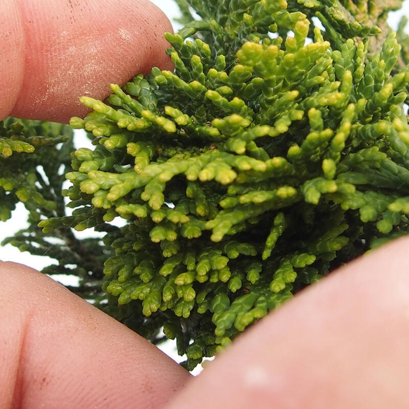 Bonsai da esterno - Cham.pis obtusa Nana Gracilis - Cipresso
