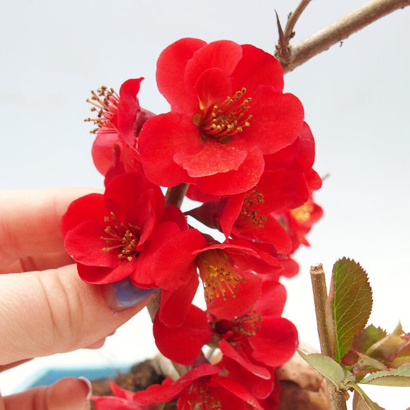 Bonsai da esterno - Chaneomeles sup. Nicoline - Cotogno