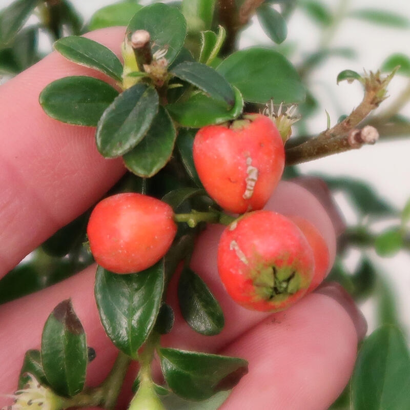 Bonsai da esterno - Cotoneaster dammeri - Roccia di Damer