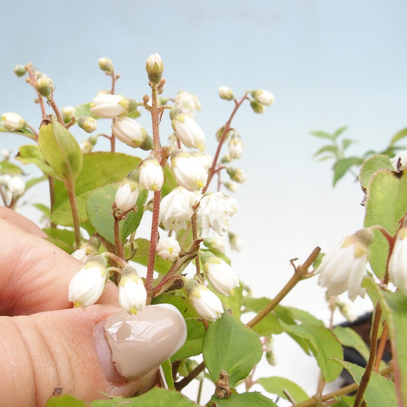 Bonsai da esterno - Deutzia scabra Candidissima - Trojpuk