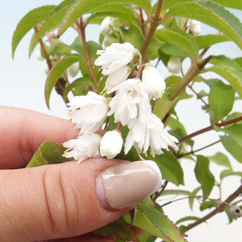 Bonsai da esterno - Deutzia scabra Candidissima - Trojpuk