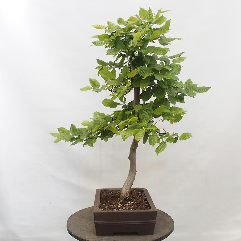 Bonsai da esterno - Carpino - Carpinus betulus