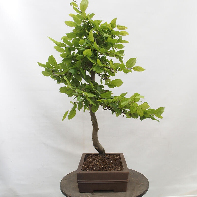 Bonsai da esterno - Carpino - Carpinus betulus