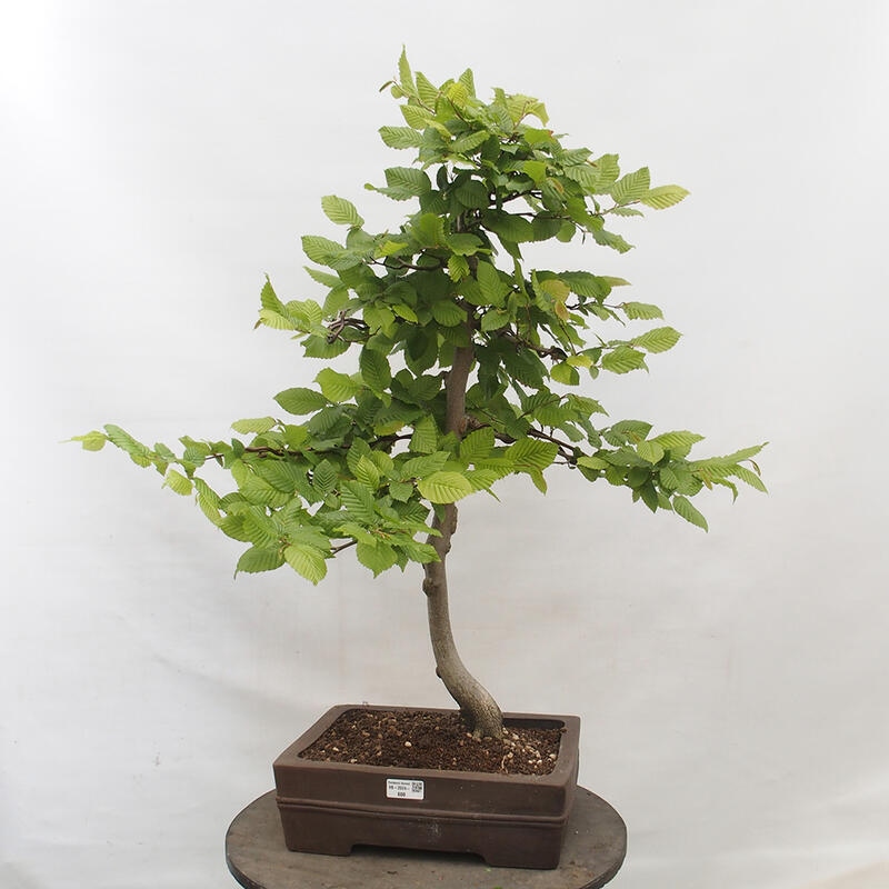 Bonsai da esterno - Carpino - Carpinus betulus