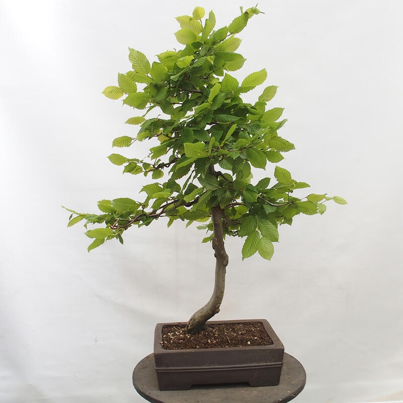 Bonsai da esterno - Carpino - Carpinus betulus